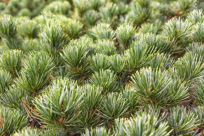 Full frame shot of pine tree