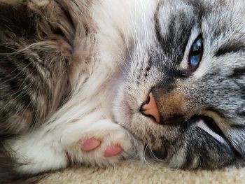 Close-up portrait of cat on rig