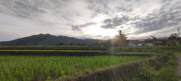 Scenic view of agricultural field against sky