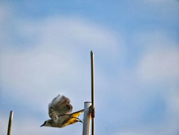 Low angle view of bird on pole against sky