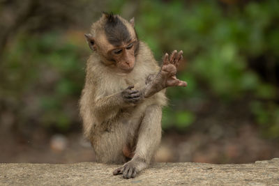 Monkey on retaining wall