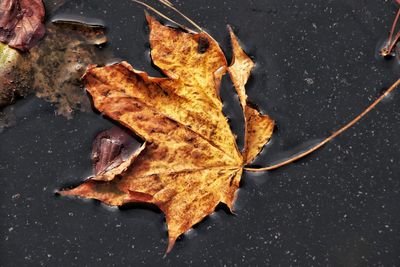 High angle view of dried maple leaf