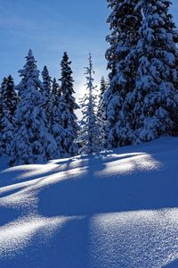 Snow covered pine trees by land during winter