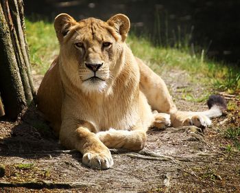 Lion relaxing on a field