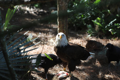 American bald eagle with catch