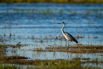 Grey heron stands in profile in shallows