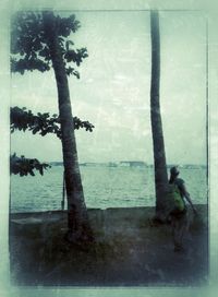 Reflection of trees in water