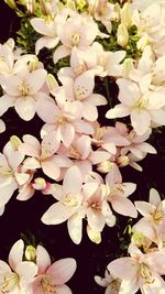 Close-up of pink flowers