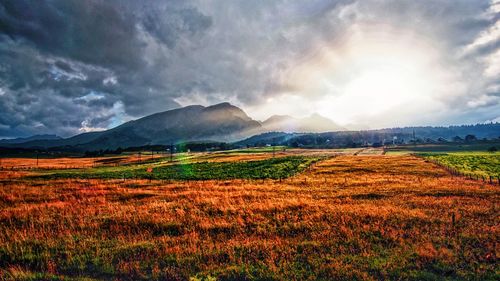 Scenic view of field against sky