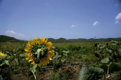 Yellow flowers blooming in field