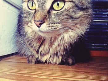 Close-up portrait of cat