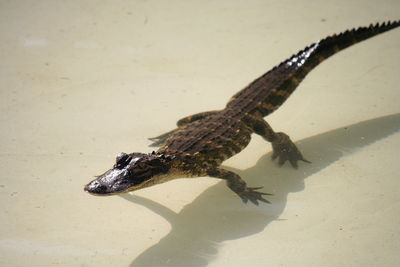 Close-up of lizard on rock