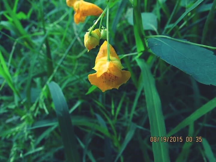 yellow, flower, growth, freshness, fragility, plant, focus on foreground, close-up, beauty in nature, petal, nature, green color, leaf, field, flower head, blooming, day, stem, outdoors, selective focus