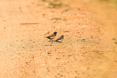 Side view of a bird on sand