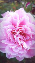 Close-up of pink rose growing outdoors