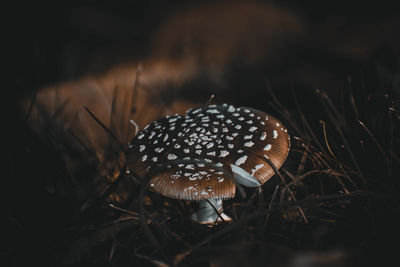 Close-up of fly agaric mushroom on field