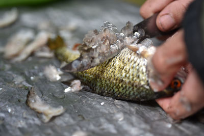 Close-up of man cleaning fish on cutting board