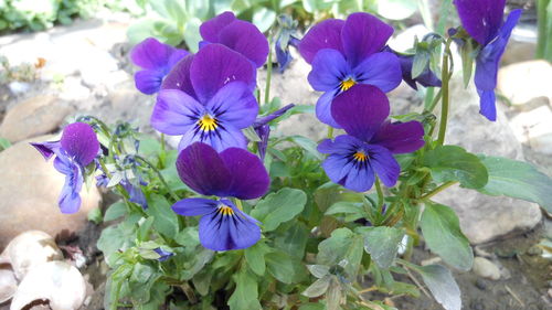 Close-up of purple flowers