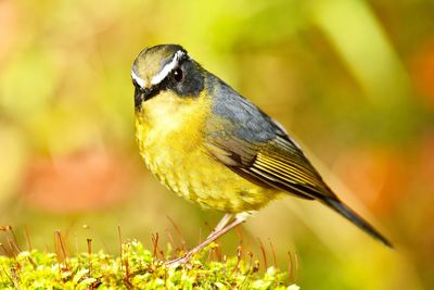 Close-up of bird perching on plant