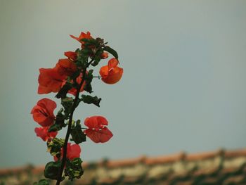 Close-up of red flowers against sky