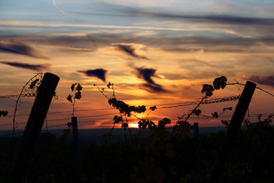 Silhouette plants by sea against sky during sunset