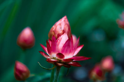 Close-up of pink flower