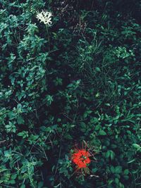 High angle view of flowering plants