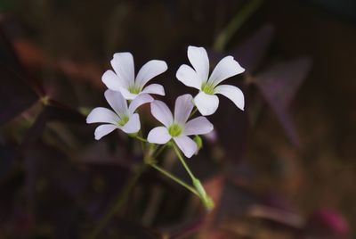 Close-up of white flowers