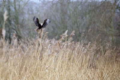 A marsh harrier landing in a marsh reed bed at rspb ham wall 