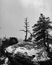 Trees on snow covered landscape