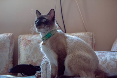 Cat sitting on sofa at home