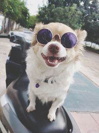 Portrait of dog wearing sunglasses