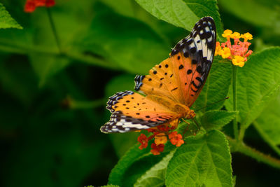 Close-up of colorful butterfly pollinating on flower