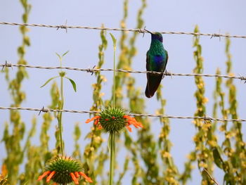 Close-up of bird perching on tree against clear blue sky