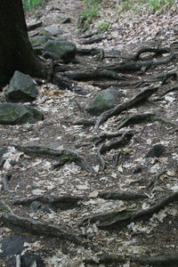 Trees growing in forest