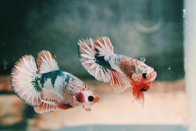 Close-up of fish swimming in sea