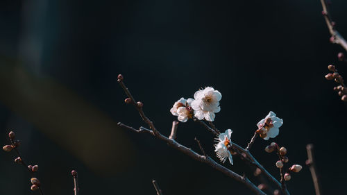macro photography