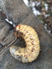 High angle view of insect on tree trunk