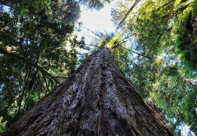 Low angle view of trees in forest