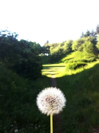 Close-up of dandelion on field against sky