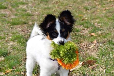 High angle view of dog on field