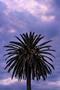 Low angle view of palm tree against sky