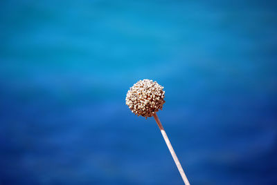 Close-up of white flowering plant against blue sky