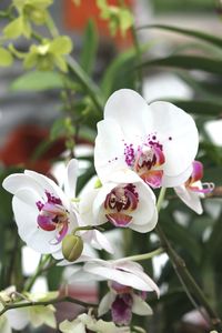 Close-up of white butterfly