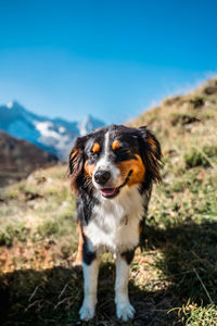 Close-up of dog on field