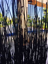 Close-up of bamboo plants against sky