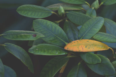 Close-up of fresh green plant