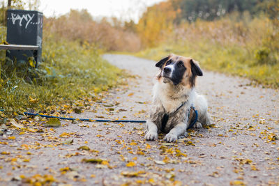 Close-up of dog