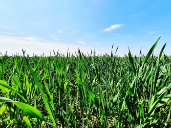 Crops growing on field against sky