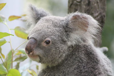 Close-up of an animal